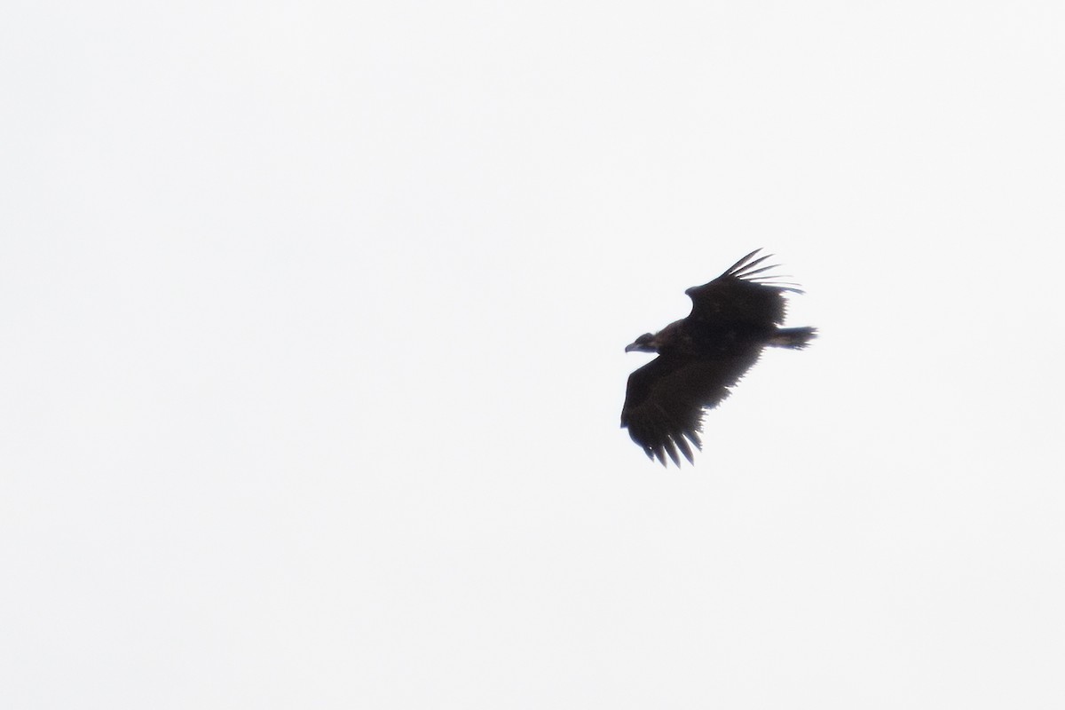 Cinereous Vulture - ML619302720