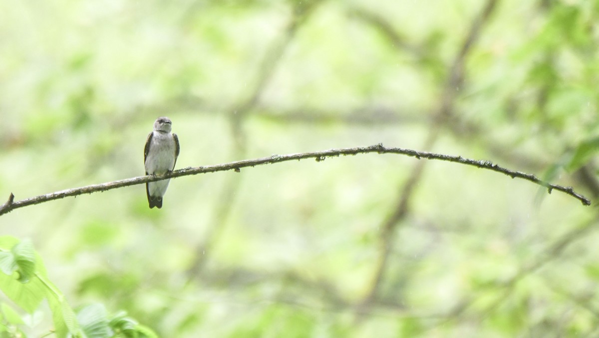 Northern Rough-winged Swallow - ML619302725