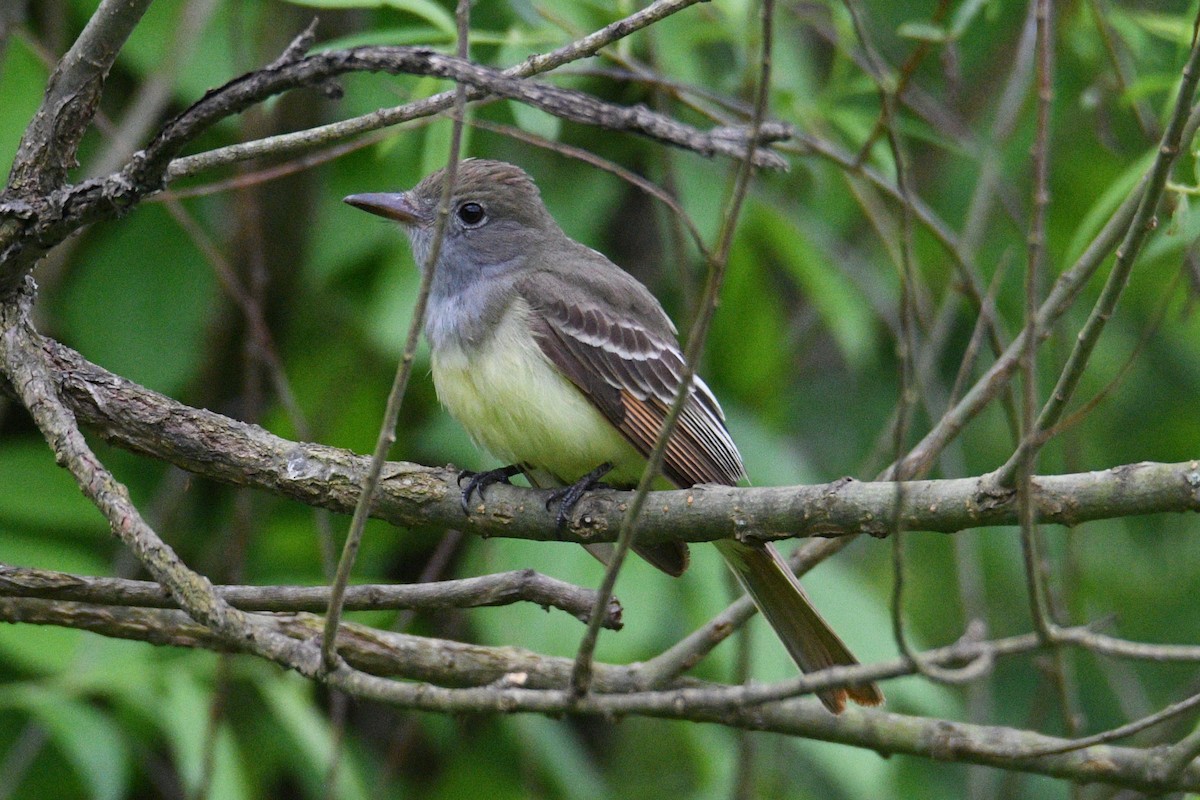 Great Crested Flycatcher - ML619302767