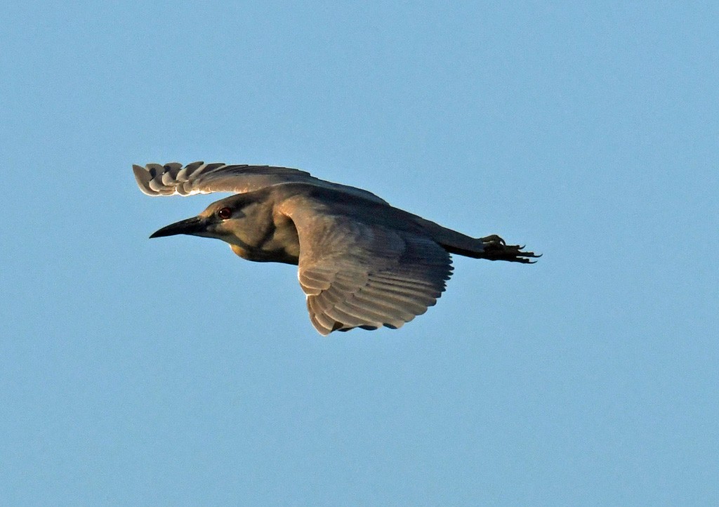 Black-crowned Night Heron - ML619302779