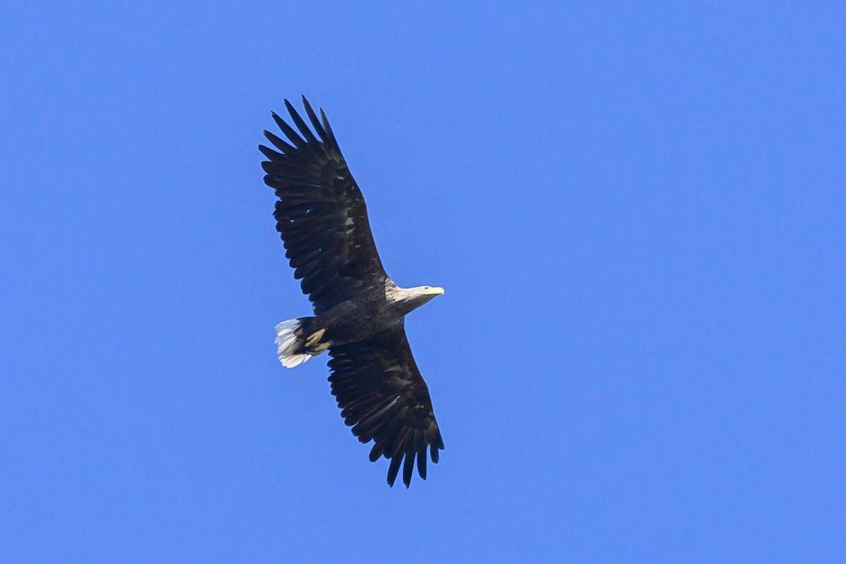 White-tailed Eagle - ML619302781