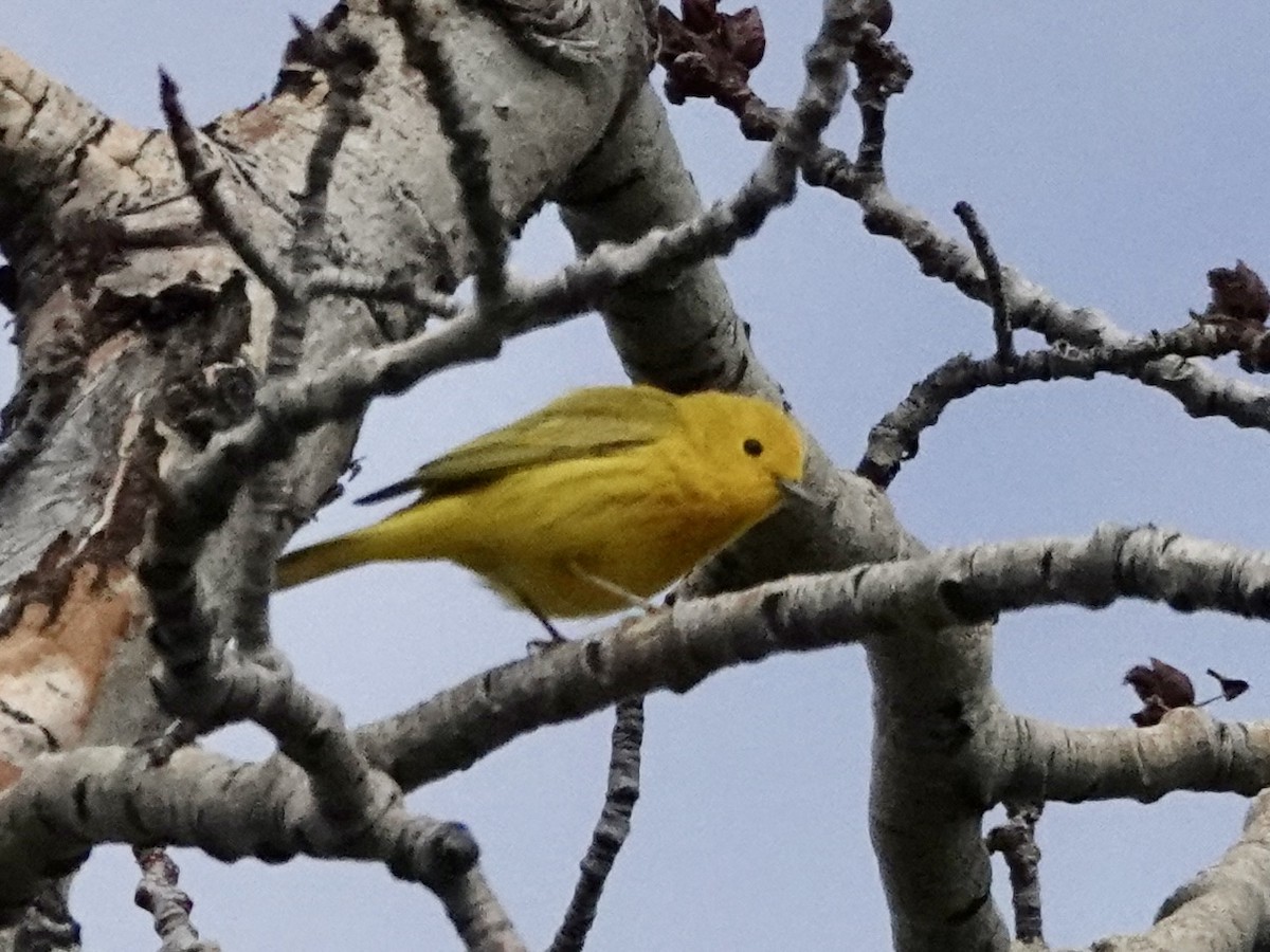 Yellow Warbler - ML619302784