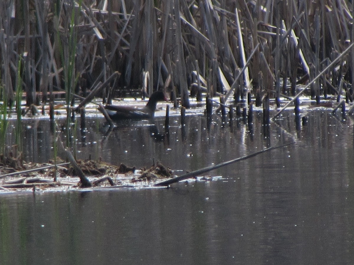 eBird Checklist 19 May 2024 Danby Pond Danby (56 acres) 30 species