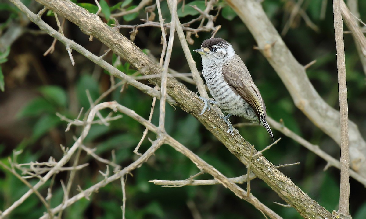 White-barred Piculet - ML619302798