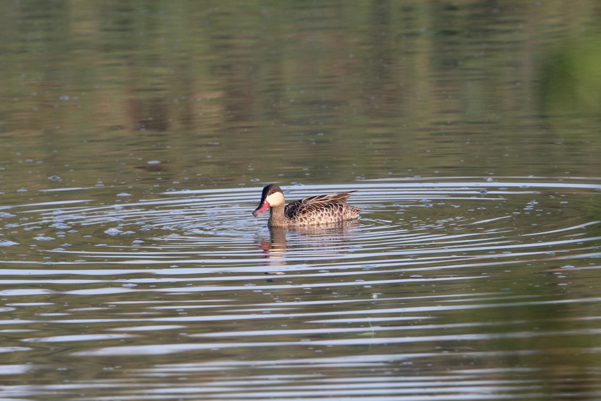 Red-billed Duck - ML619302857