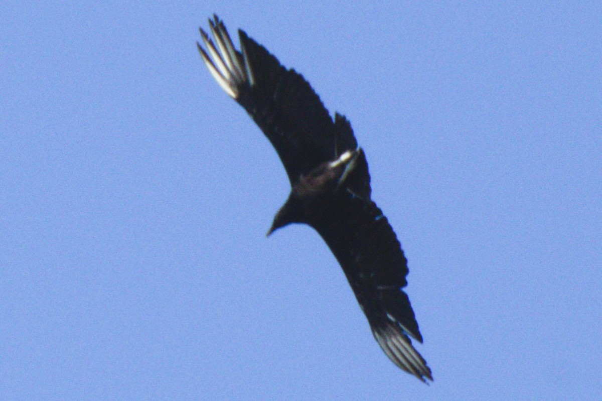 Black Vulture - ML619302868