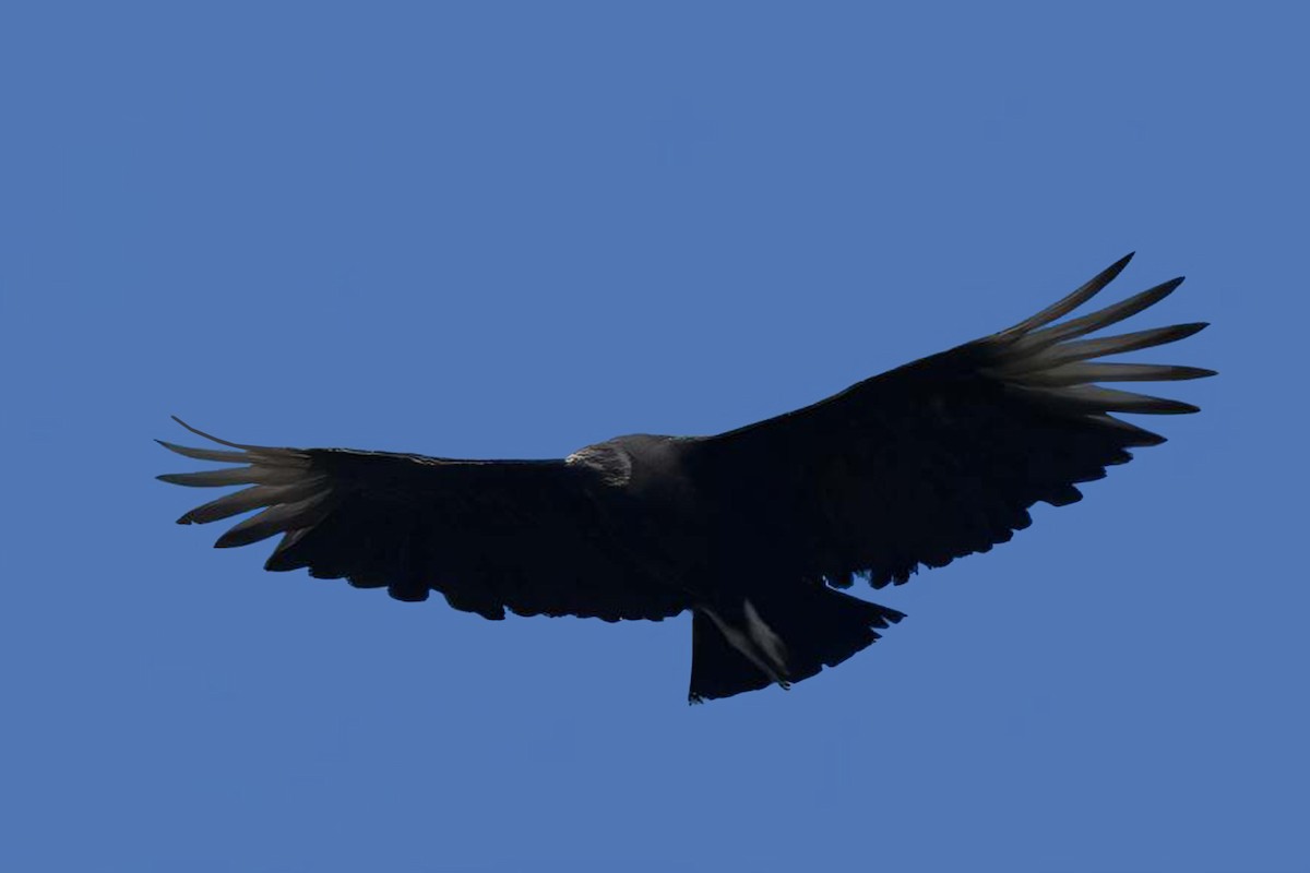 Black Vulture - ML619302874