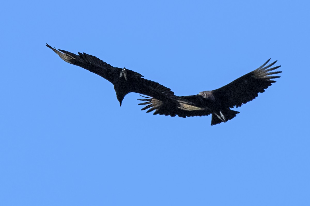 Black Vulture - ML619302876