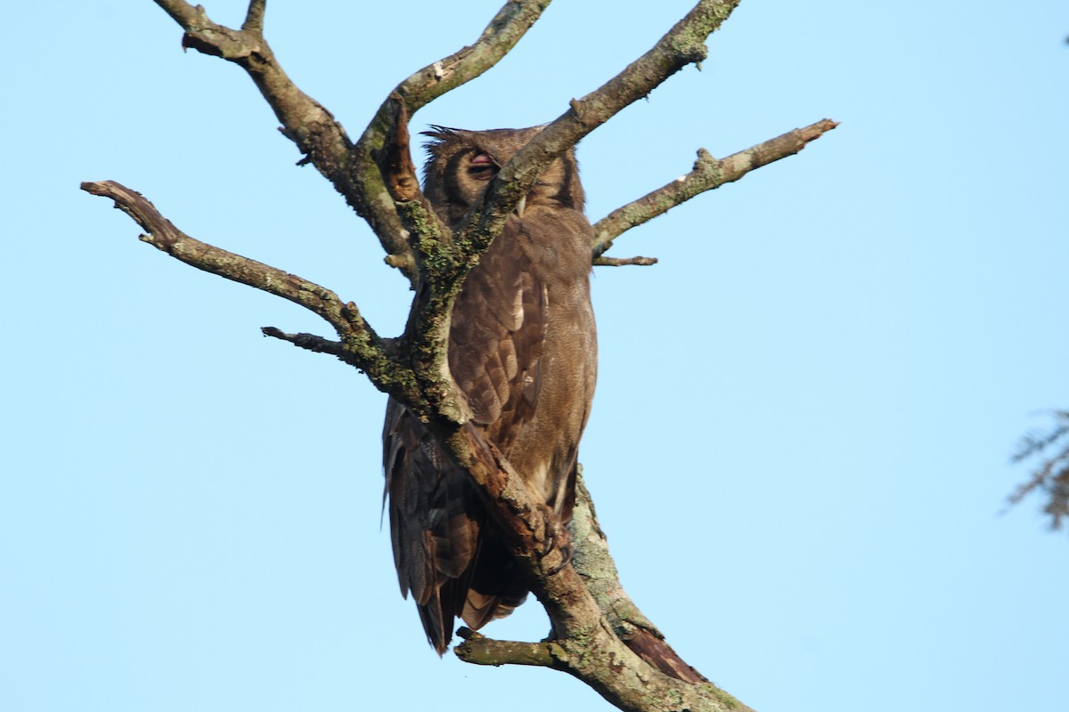 Verreaux's Eagle-Owl - ML619302897