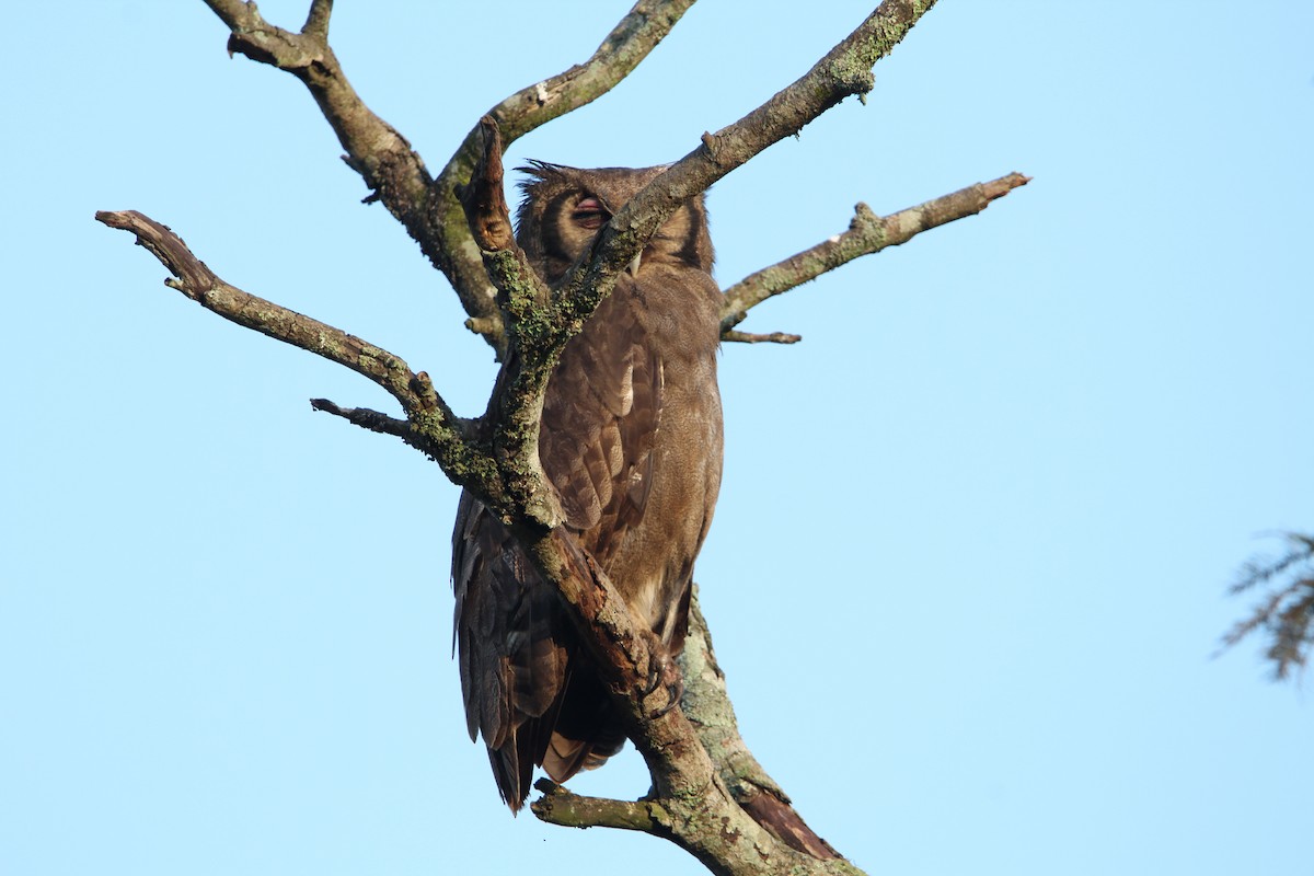 Verreaux's Eagle-Owl - ML619302898
