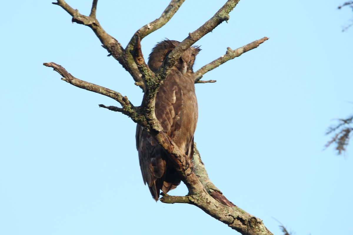 Verreaux's Eagle-Owl - ML619302899