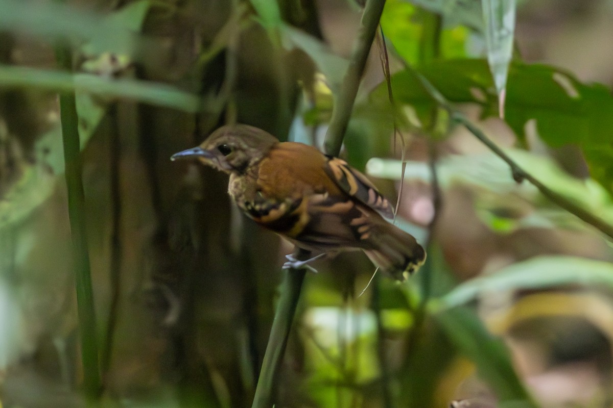 Spotted Antbird - ML619302905