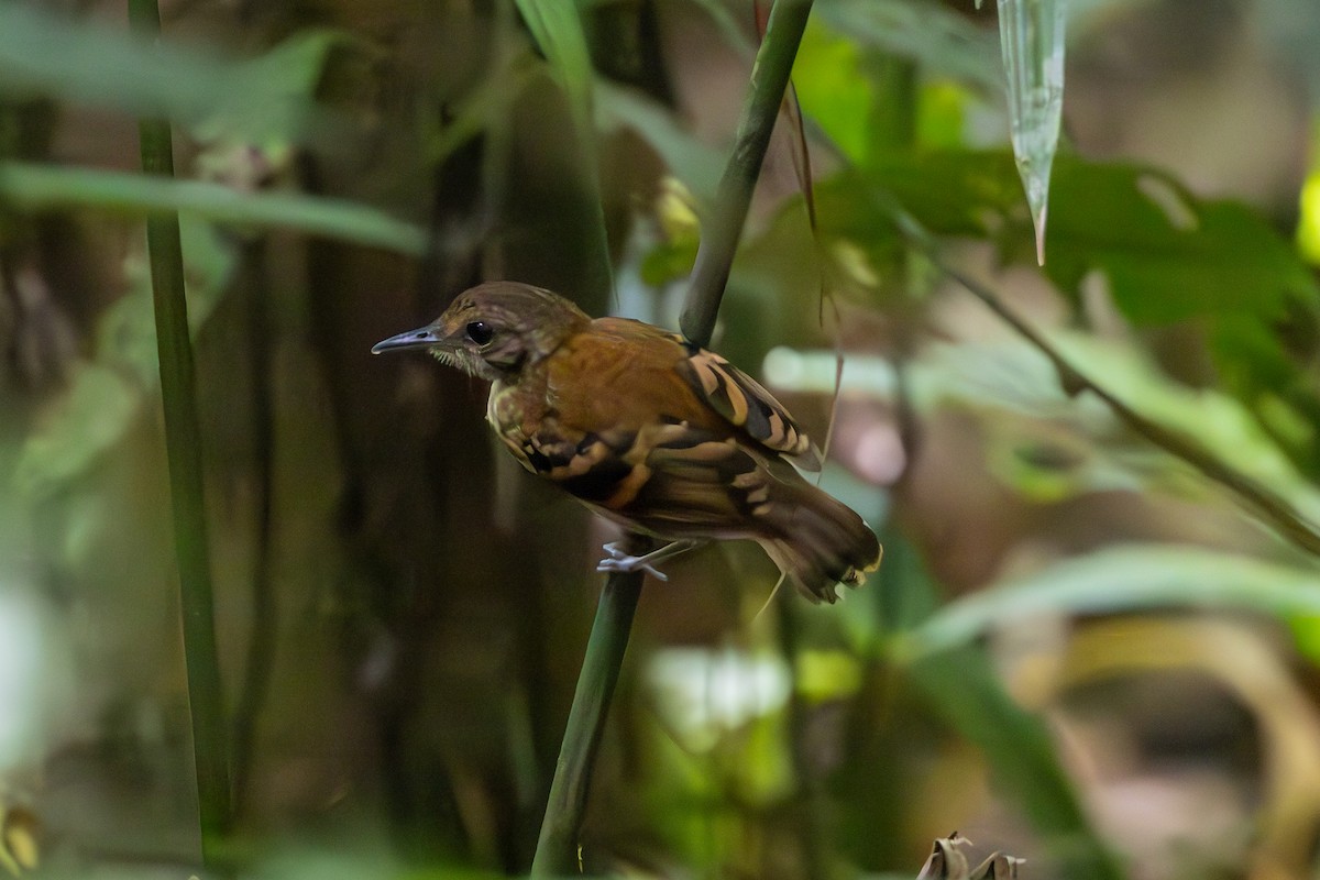 Spotted Antbird - ML619302907