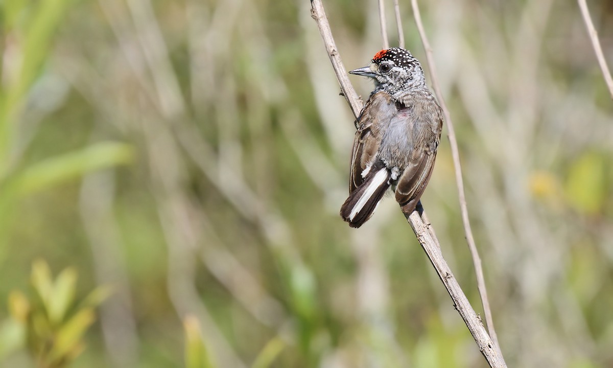 White-barred Piculet - ML619302922