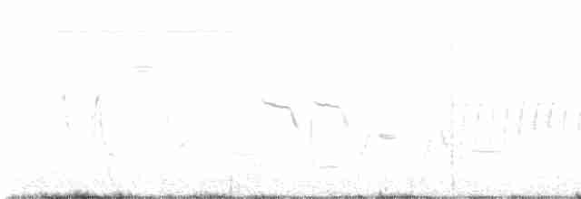 גיבתונית לבנת-גבה - ML619302973