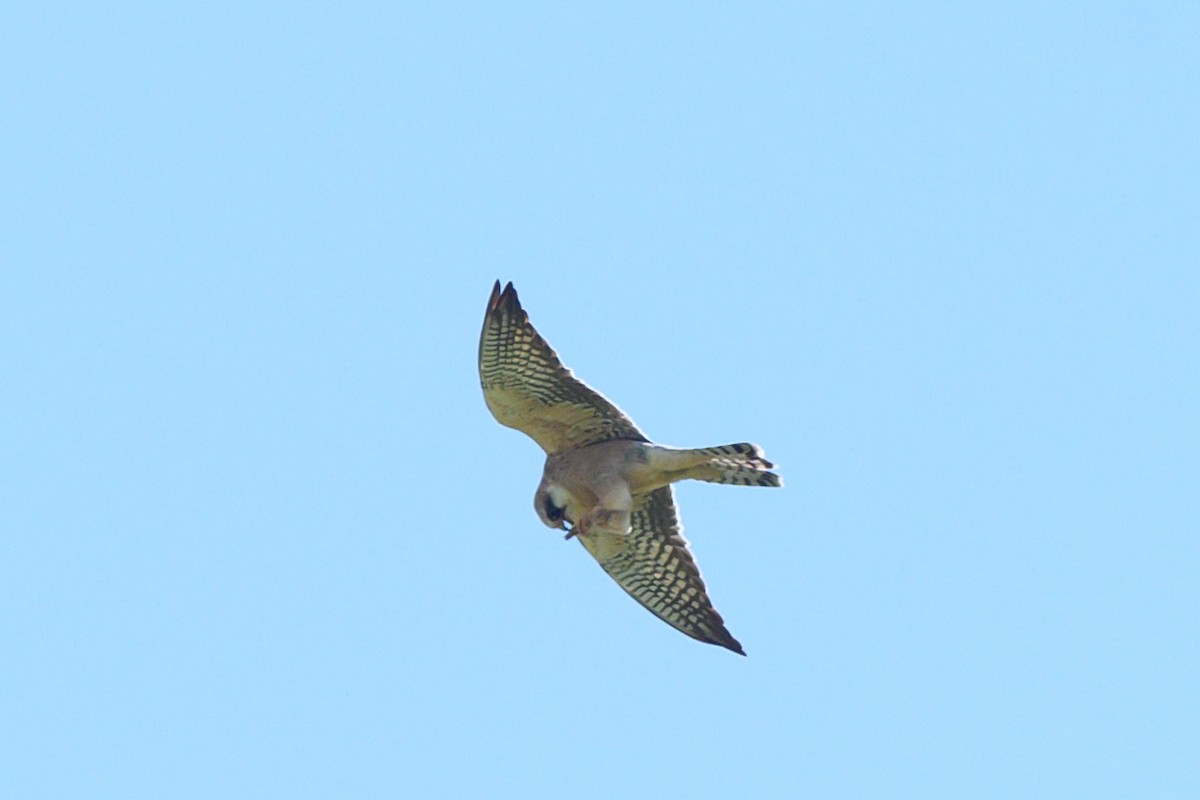 Red-footed Falcon - ML619302975