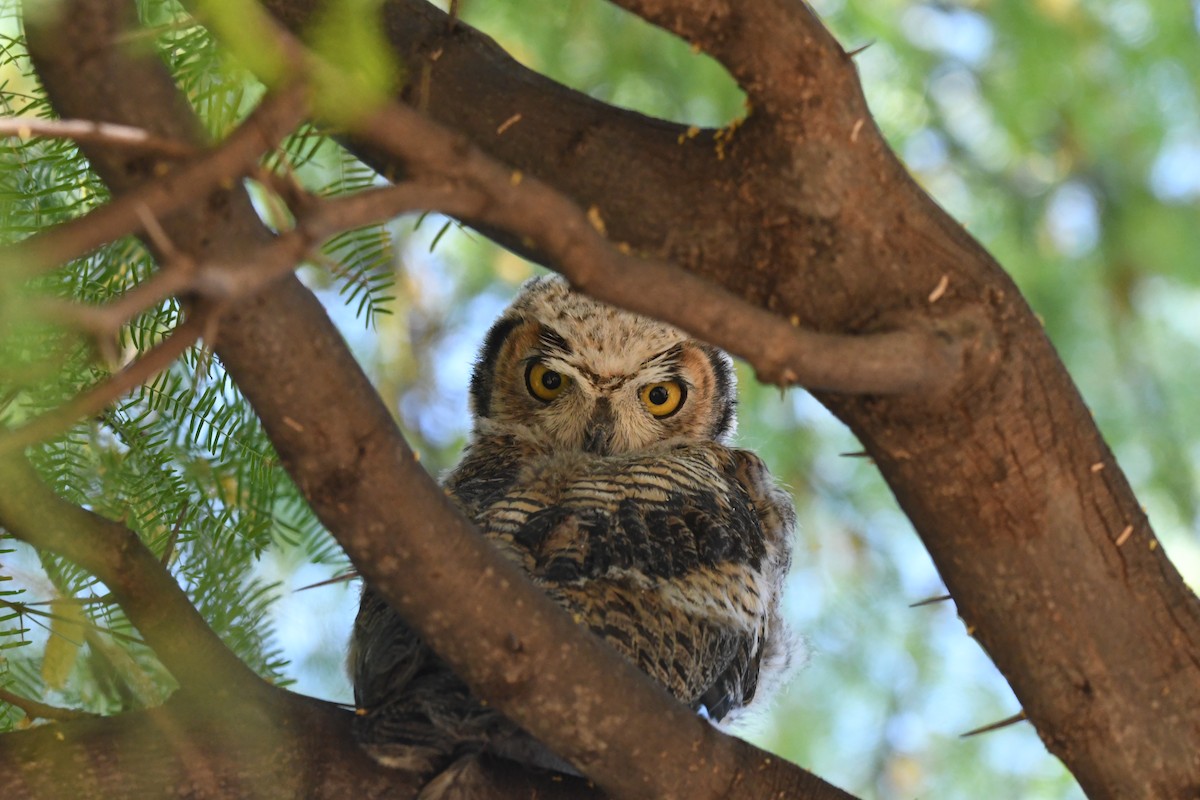 Great Horned Owl - ML619302976