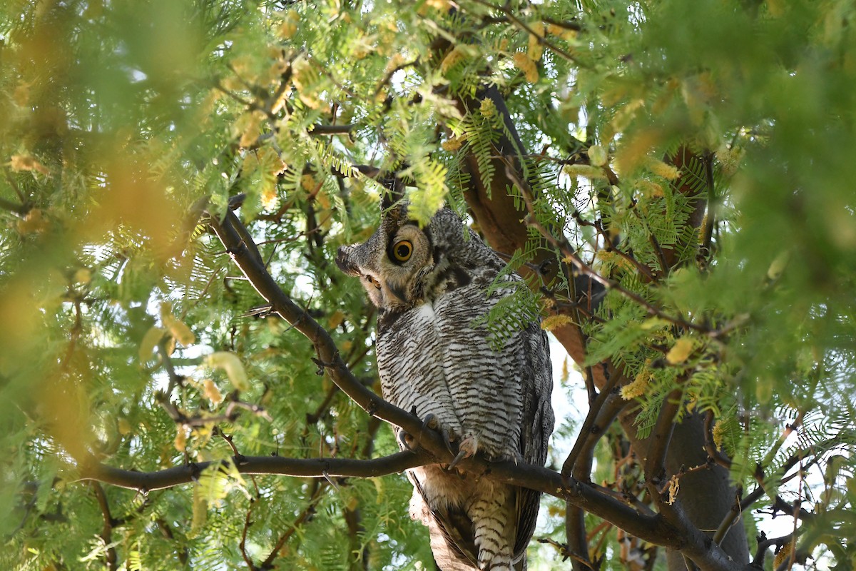 Great Horned Owl - ML619302995