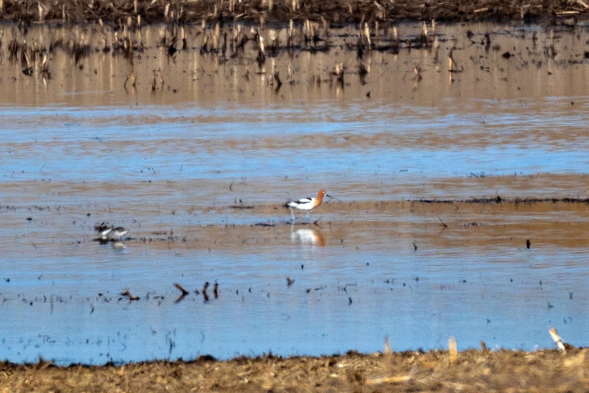 eBird Checklist - 18 May 2024 - W Loup River Rd - 26 species