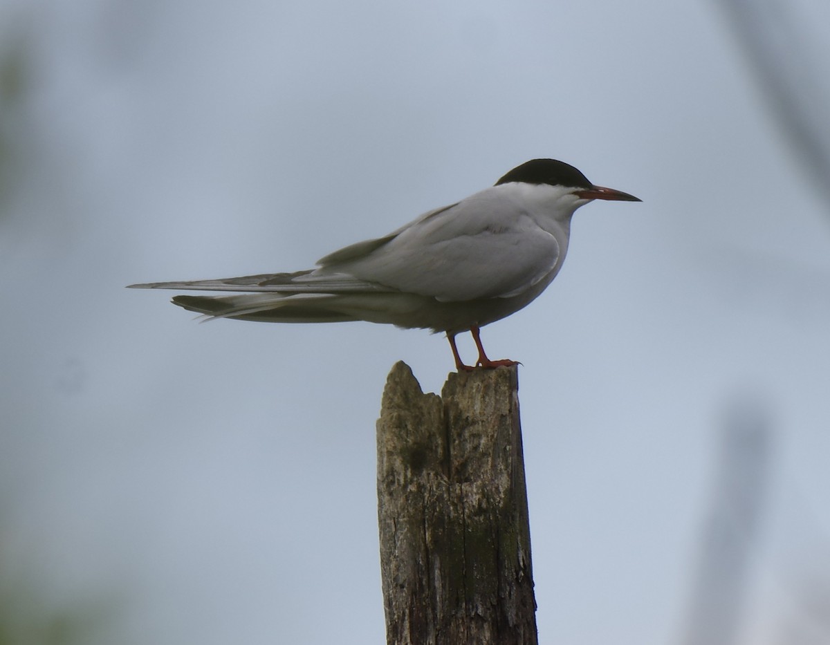 Common Tern - ML619303125