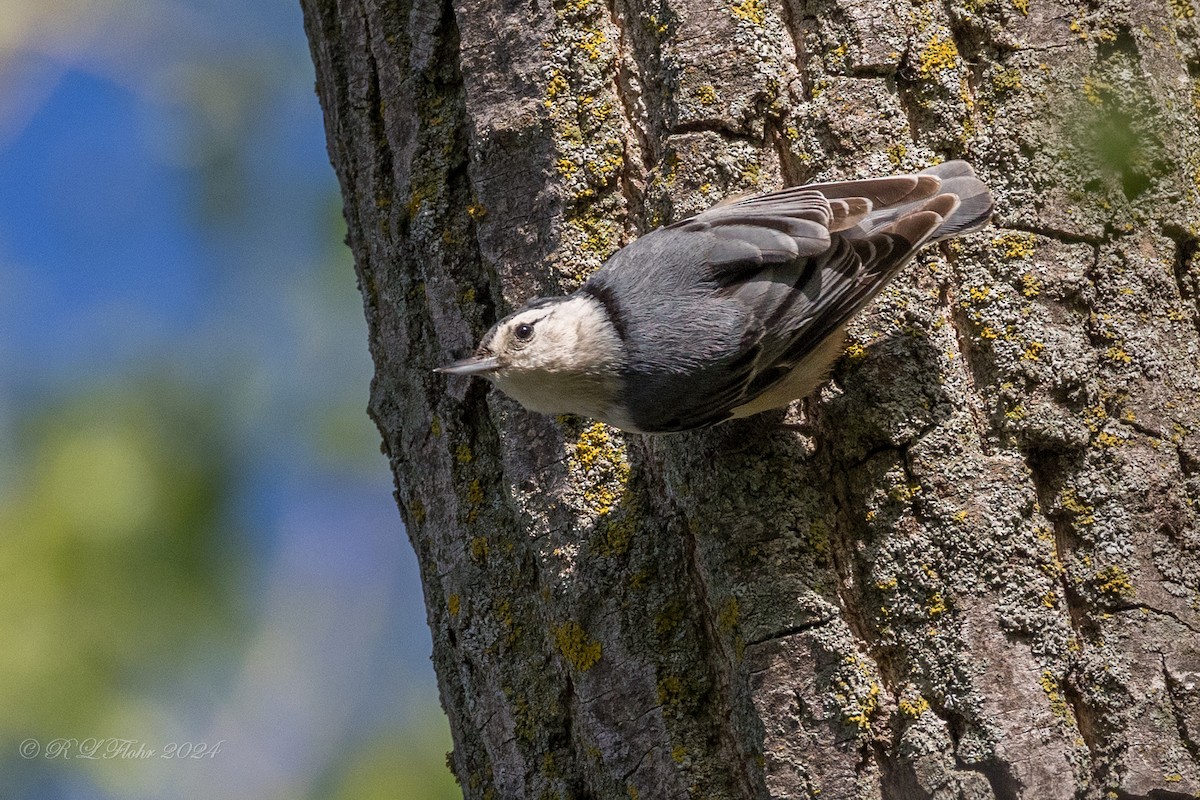 White-breasted Nuthatch - ML619303131
