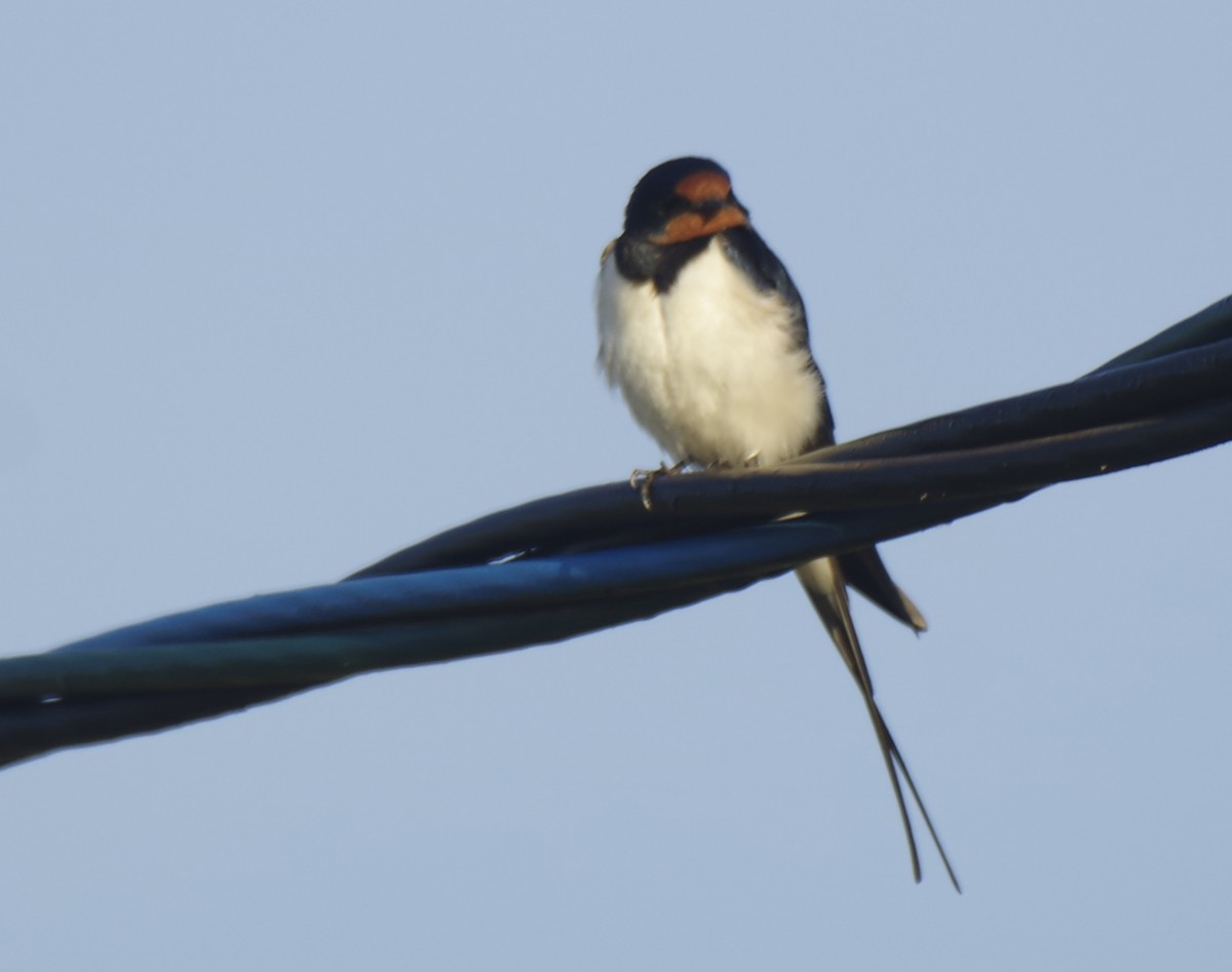 Barn Swallow (White-bellied) - ML619303135