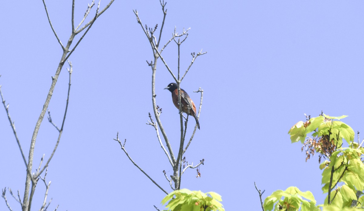 Orchard Oriole - ML619303254