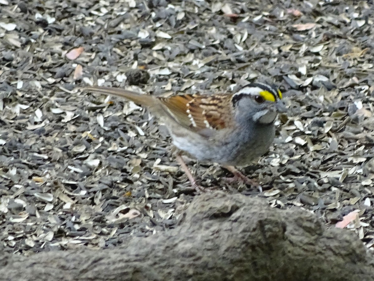 White-throated Sparrow - ML619303329