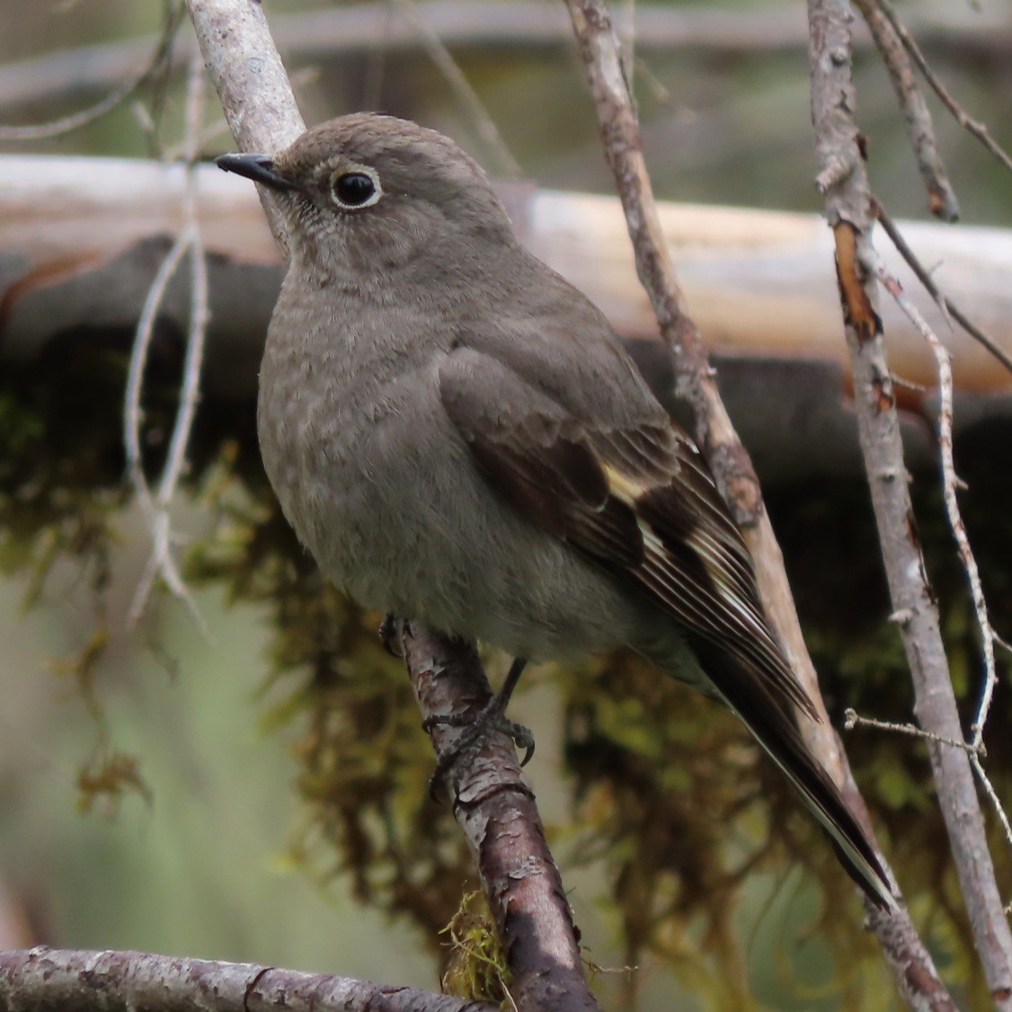 Townsend's Solitaire - ML619303334