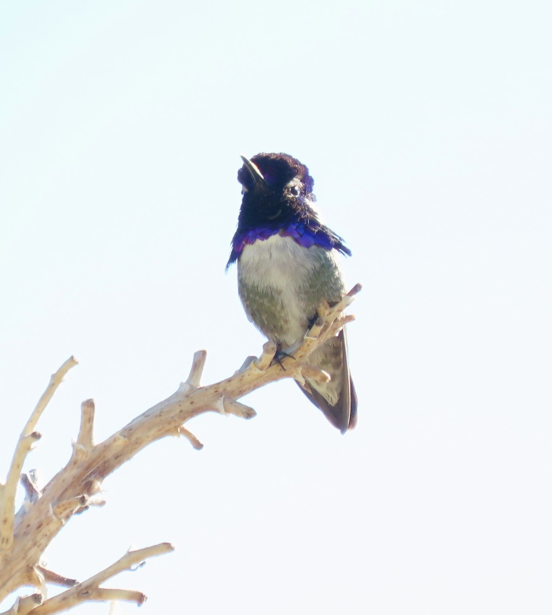 Costa's Hummingbird - ML619303344