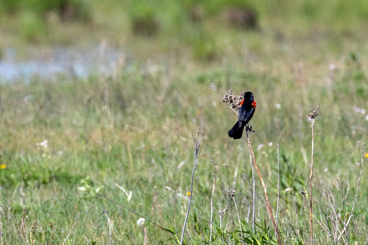 Red-winged Blackbird - ML619303351