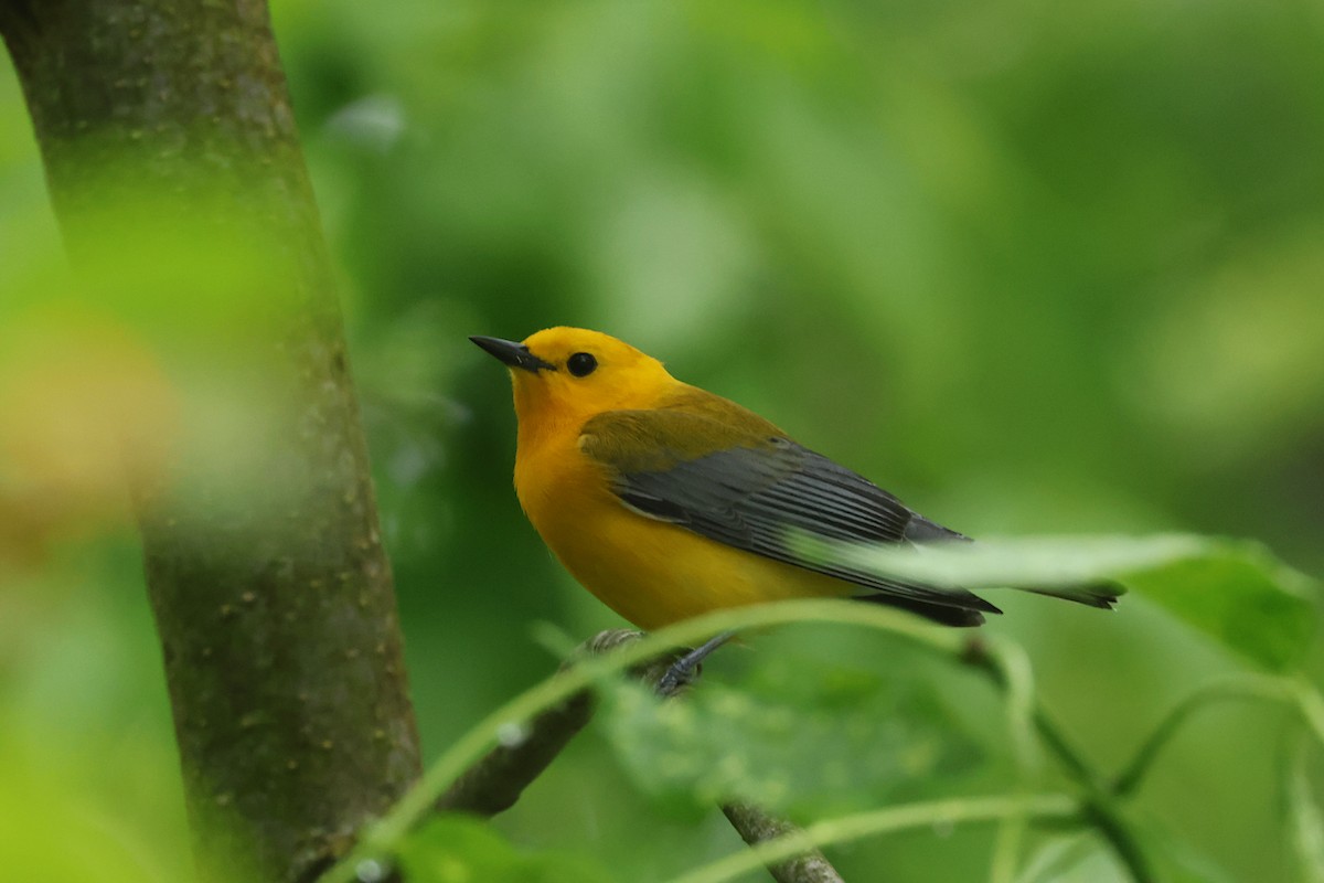 Prothonotary Warbler - ML619303366