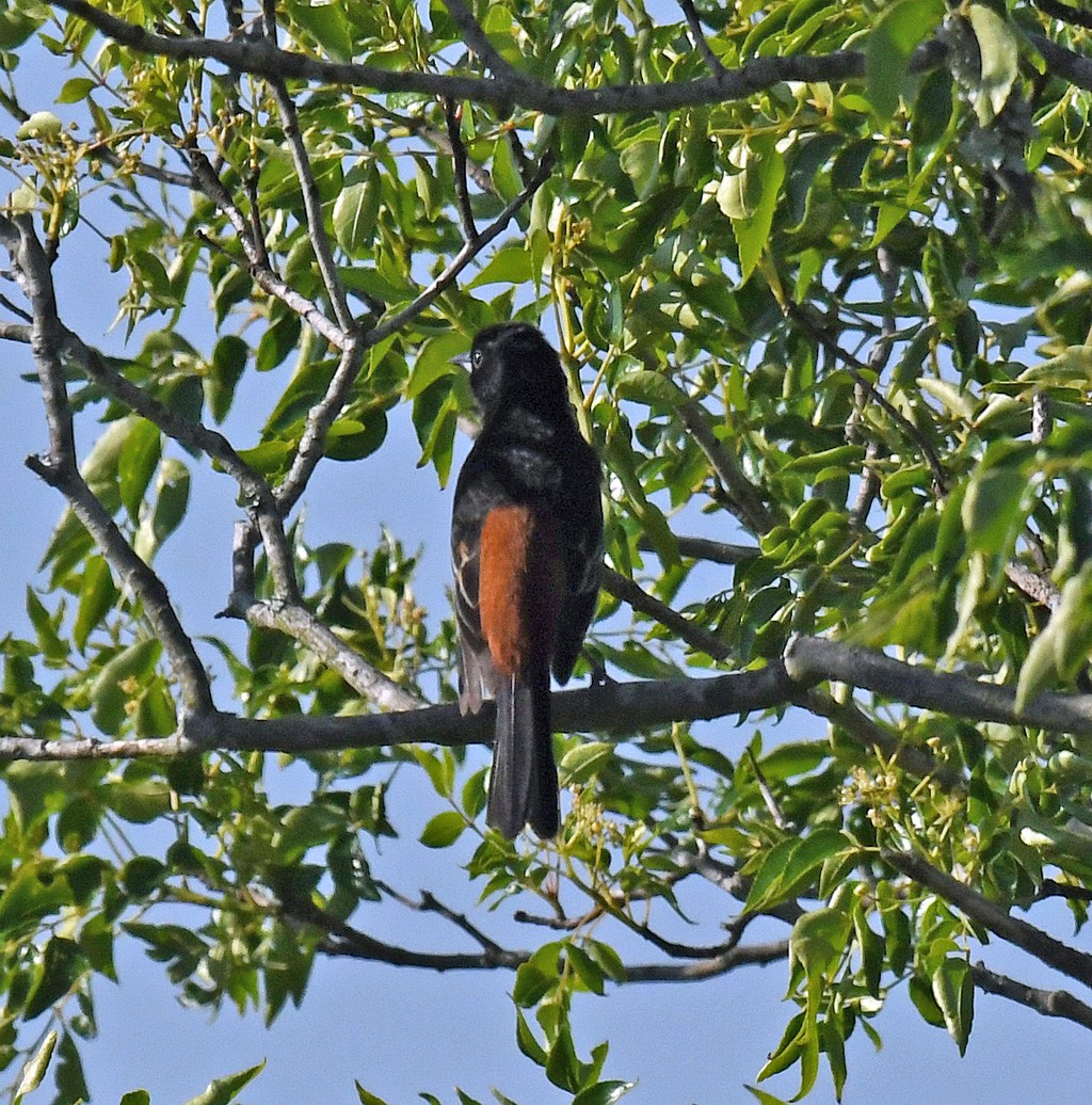 Orchard Oriole - ML619303386