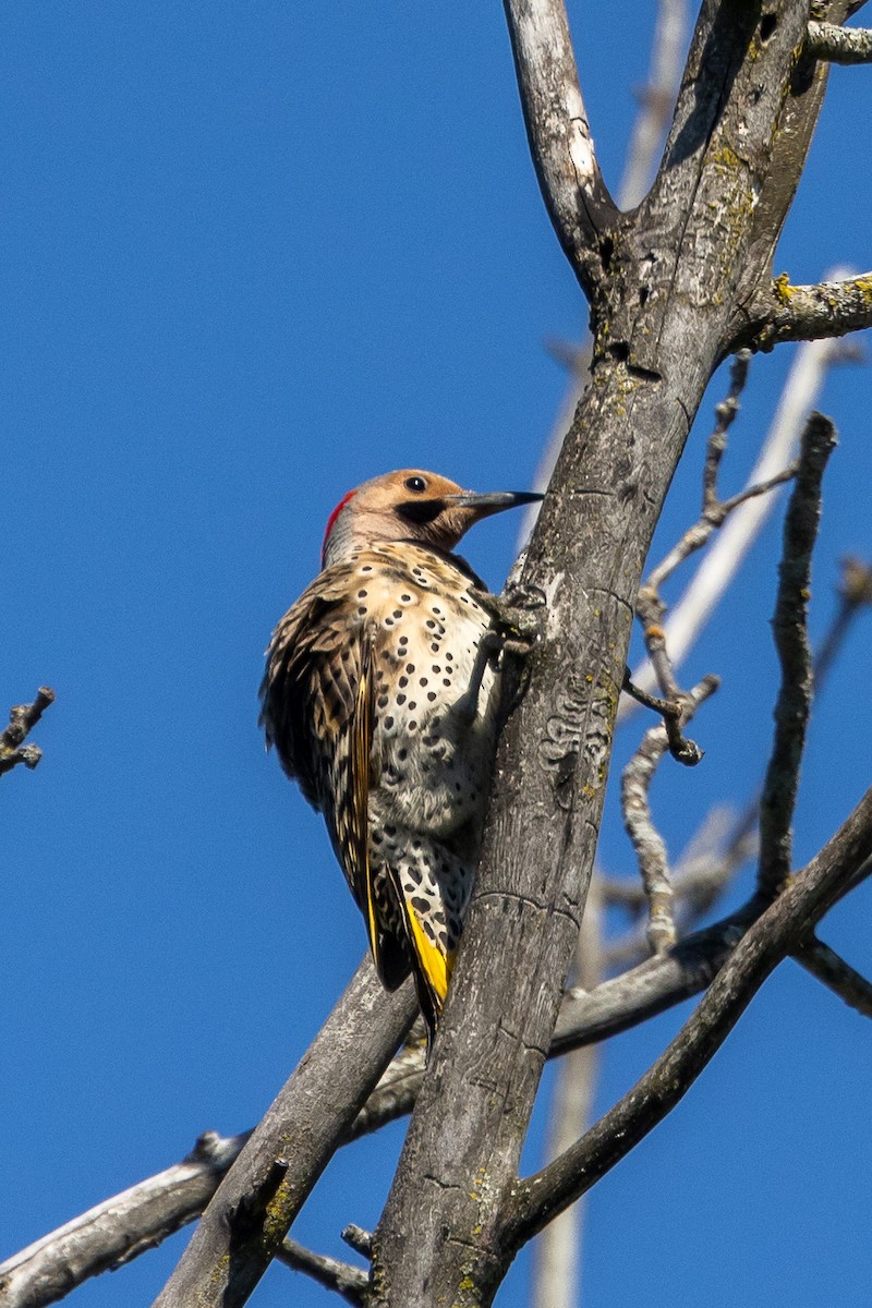Northern Flicker (Yellow-shafted) - ML619303390