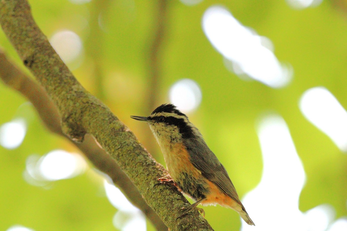 Red-breasted Nuthatch - ML619303392