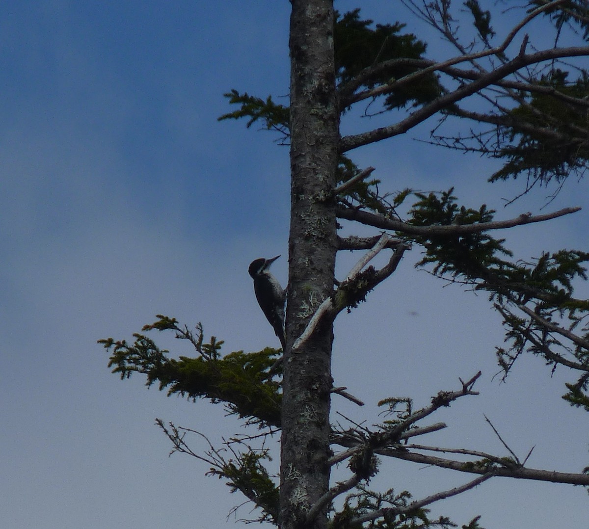 Black-backed Woodpecker - ML619303400
