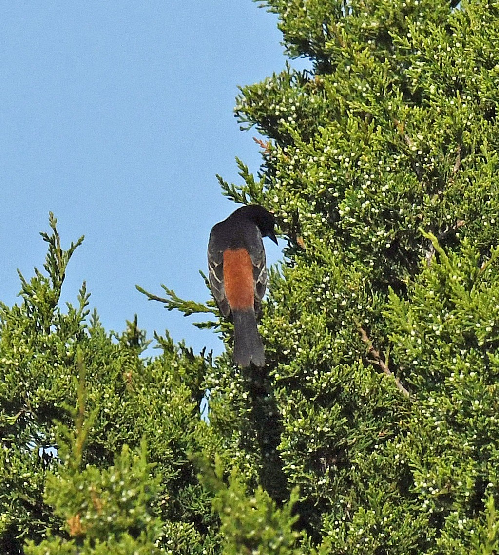 Orchard Oriole - ML619303409