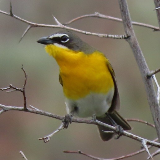 Yellow-breasted Chat - ML619303444