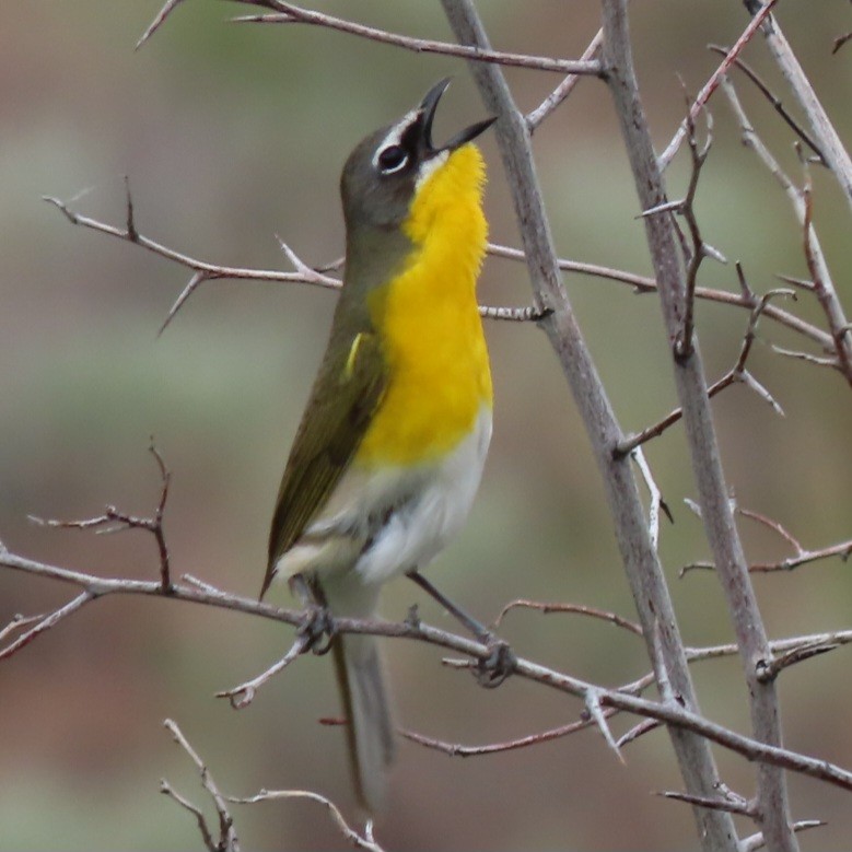 Yellow-breasted Chat - ML619303445