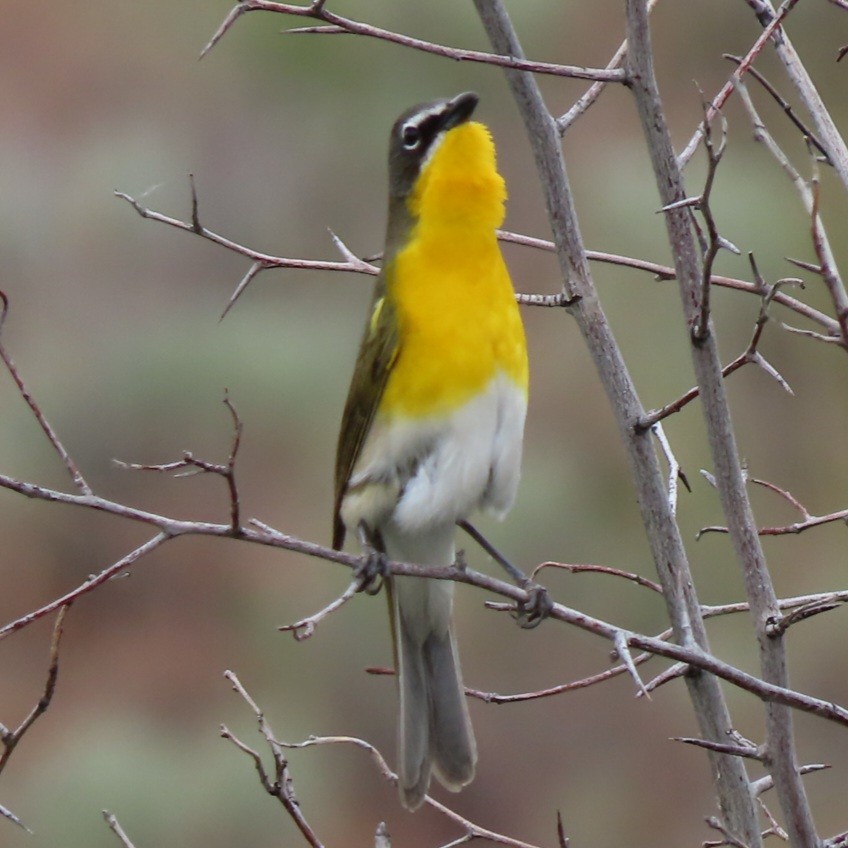 Yellow-breasted Chat - ML619303446