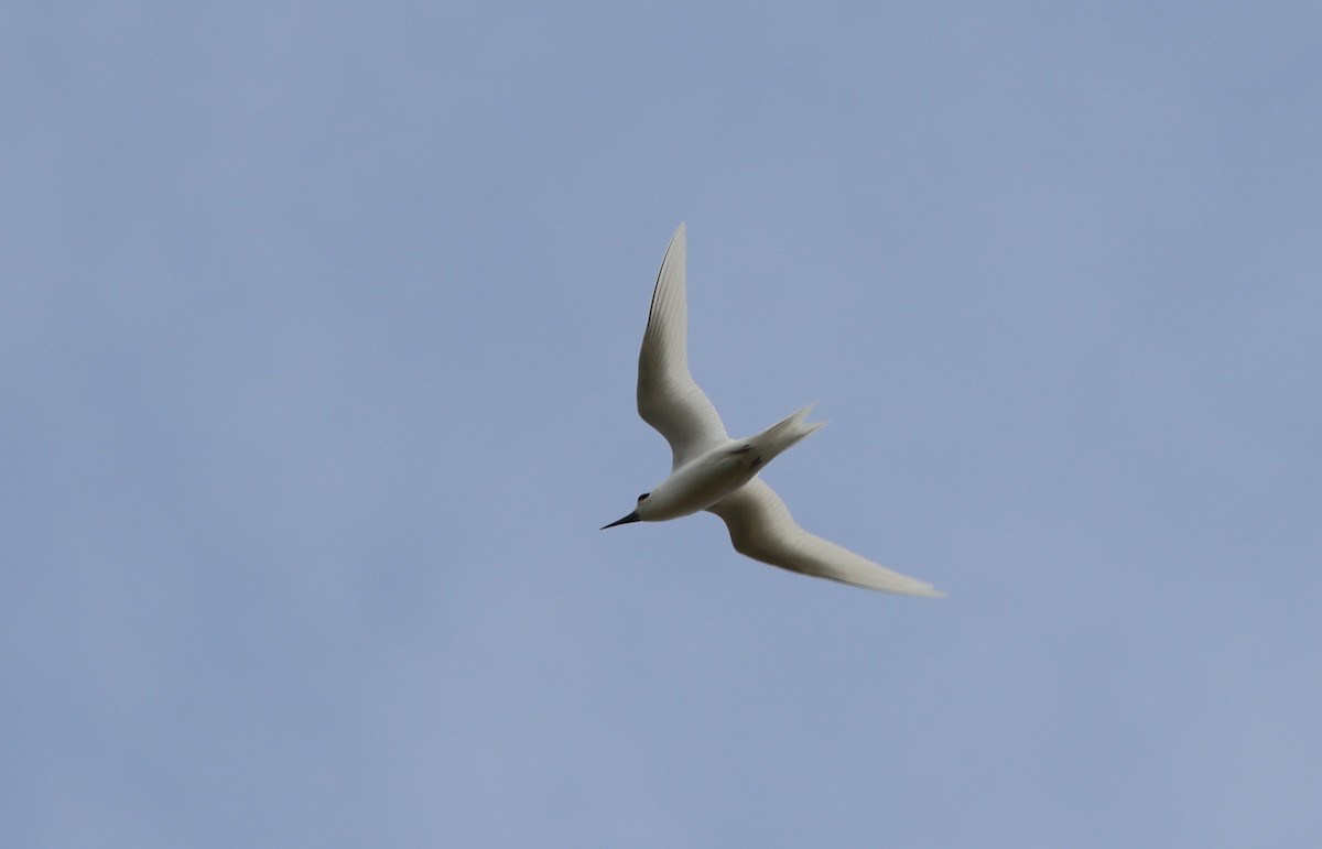 White Tern - ML619303469