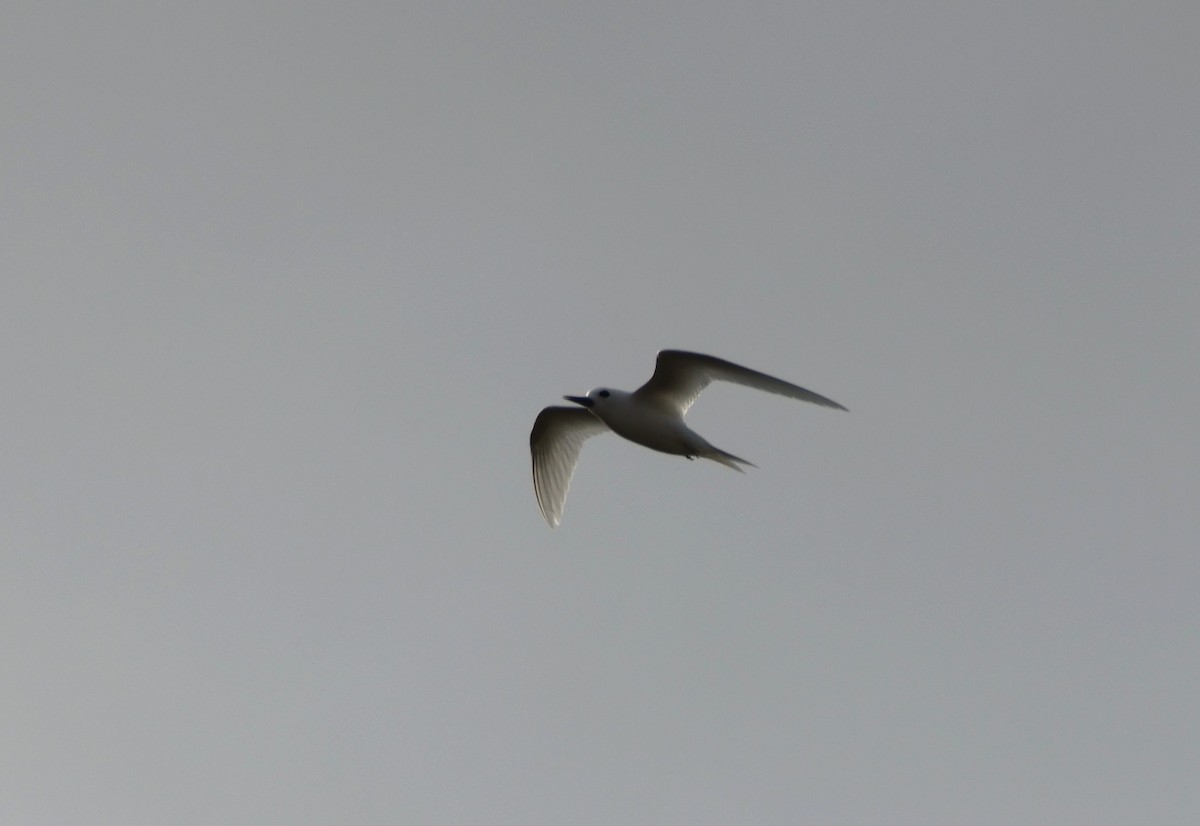 White Tern - ML619303470