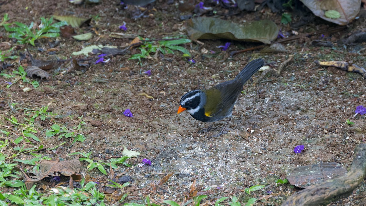 Orange-billed Sparrow - ML619303487