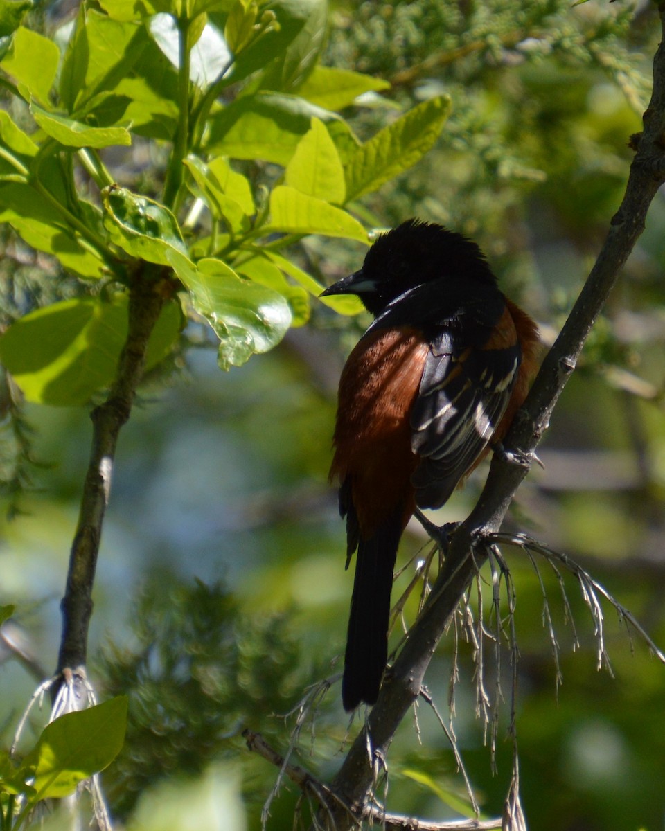 Orchard Oriole - ML619303511