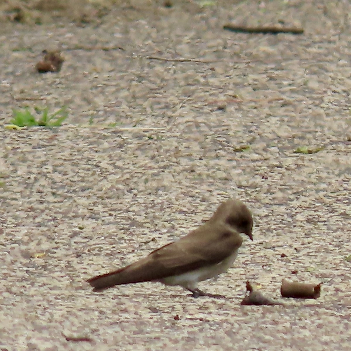 Northern Rough-winged Swallow - ML619303521