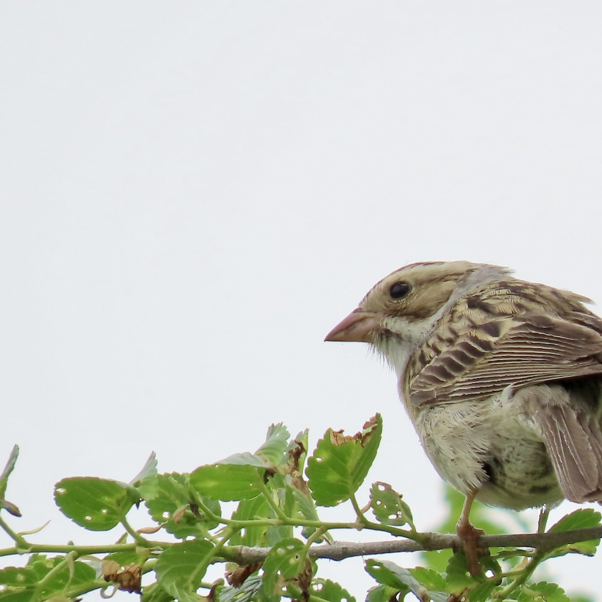 Clay-colored Sparrow - ML619303528