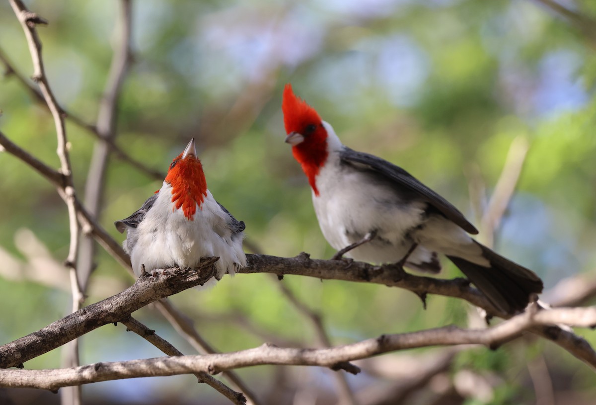 Red-crested Cardinal - ML619303529