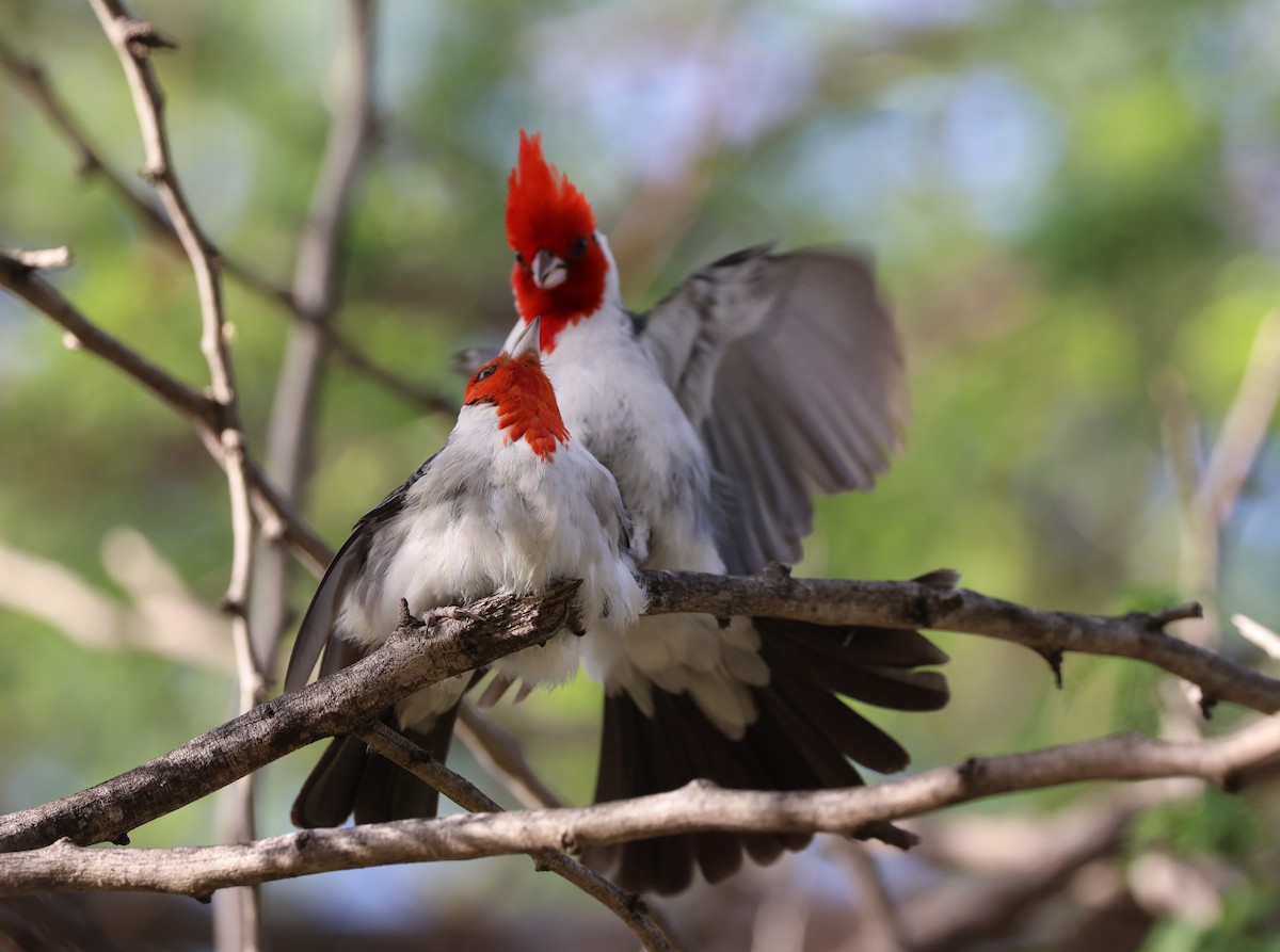 Red-crested Cardinal - ML619303532