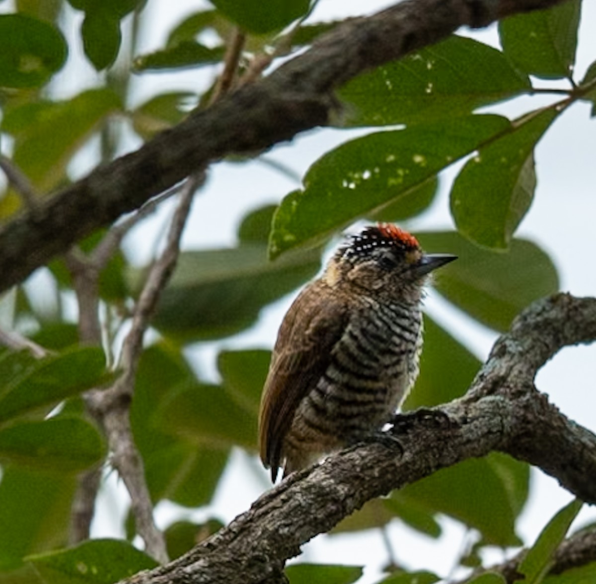 White-barred Piculet - ML619303560