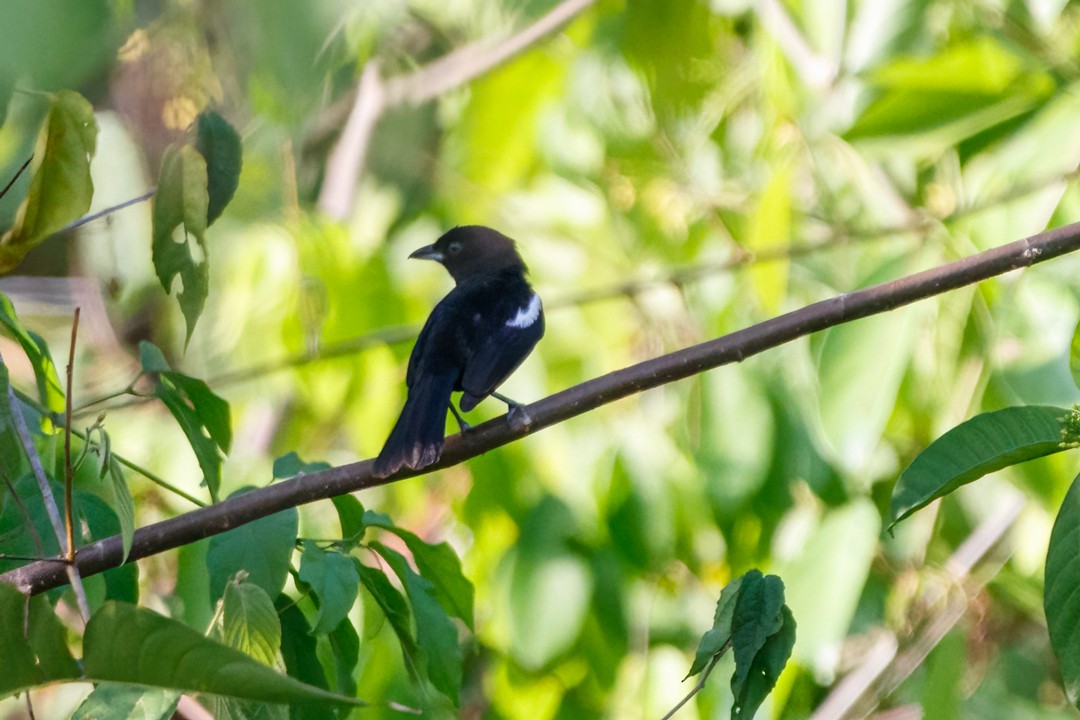 White-shouldered Tanager - ML619303623